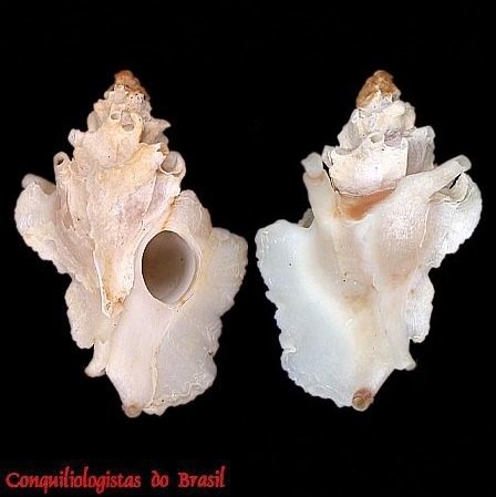 Typhinellus labiatus (De Cristofori & Jan, 1832)