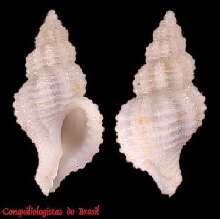 Urosalpinx cala (Pilsbry, 1897)