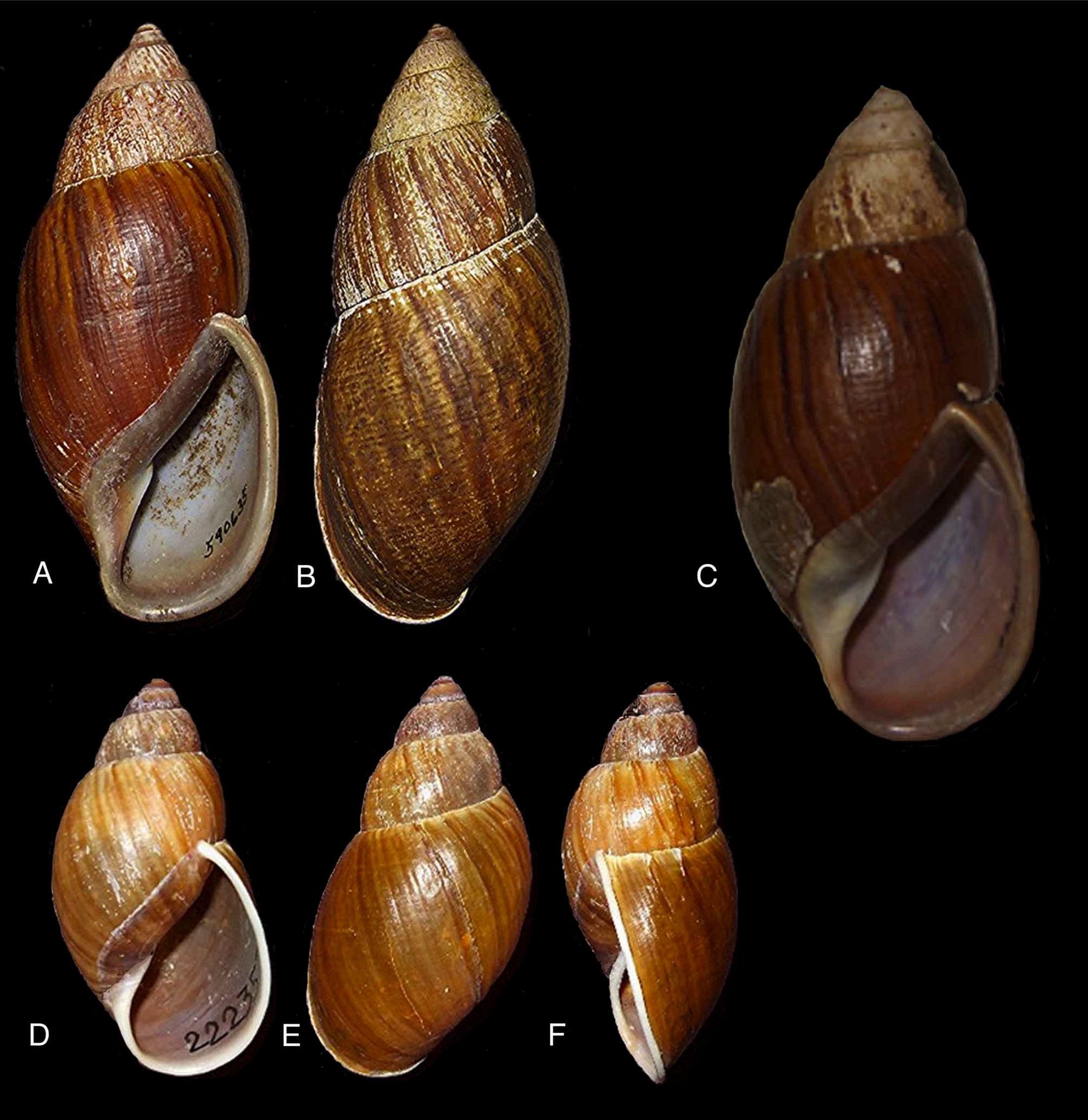Dryptus pardalis (Férussac, 1821) Dryptus pardalis (Férussac, 1821)