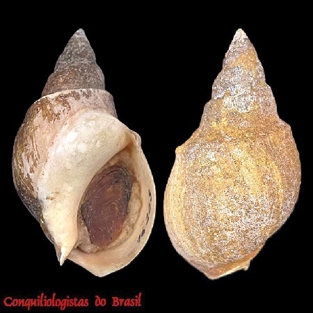 Buccinanops cochlidium (Dillwyn, 1817)