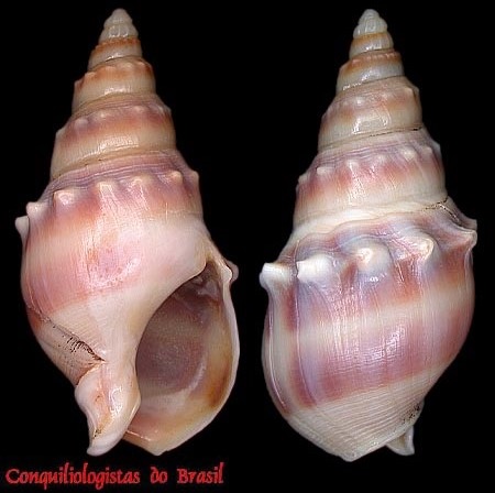 Buccinanops monilifer (Kiener, 1834)