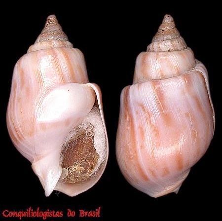 Buccinastrum deforme (P. P. King, 1832)
