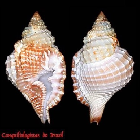 Distorsio clathrata (Lamarck, 1816)