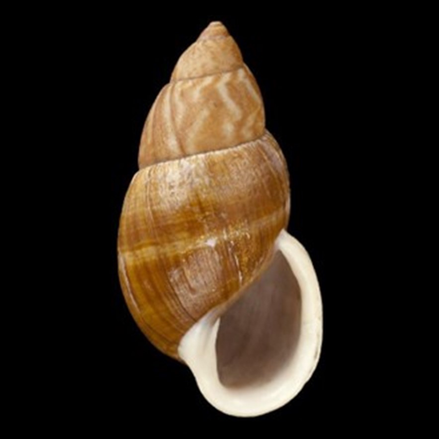 Dryptus funckii (Nyst, 1843)