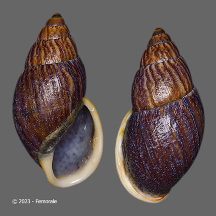 Dryptus pardalis (Férussac, 1821)