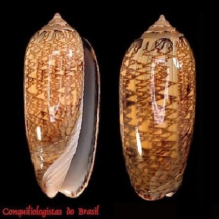 Oliva circinata Marrat, 1871