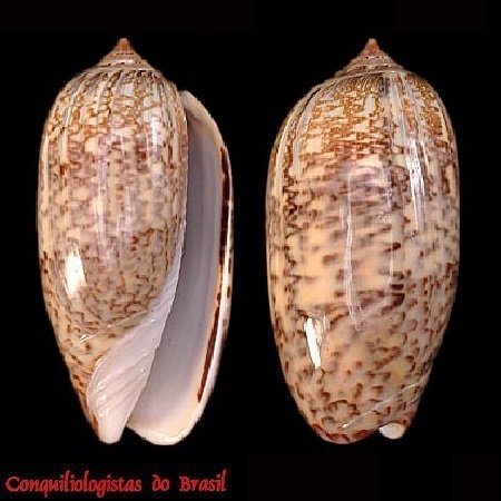 Oliva circinata tostesi 