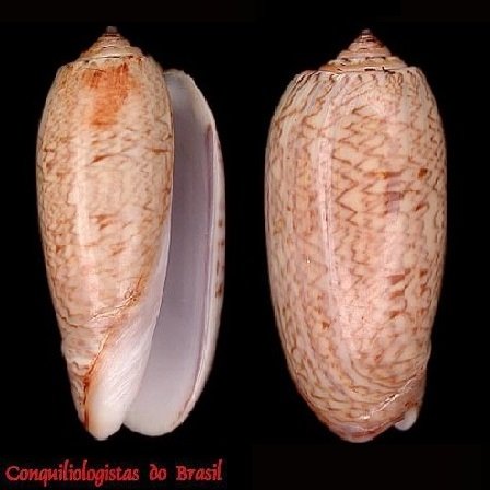 Oliva scripta Lamarck, 1811