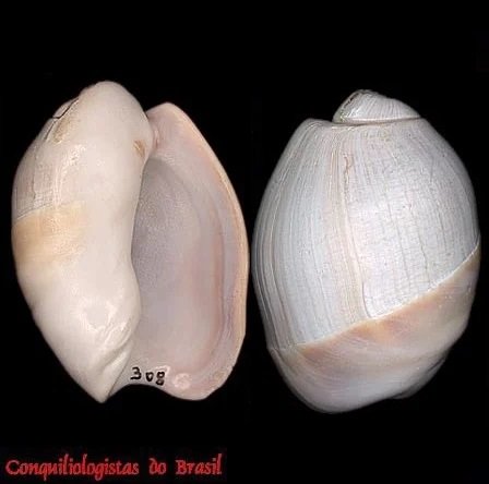 Olivancillaria auricularia (Lamarck, 1811)