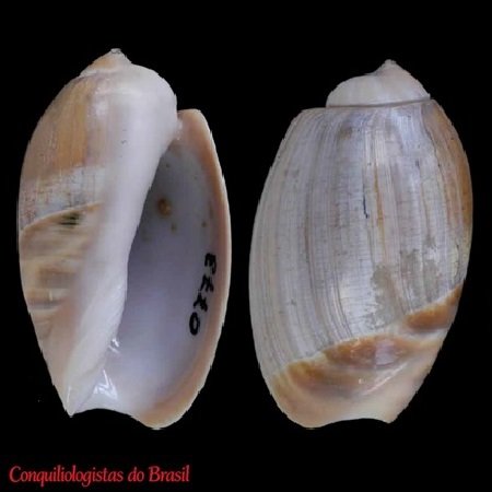 Olivancillaria carcellesi Klappenbach, 1965