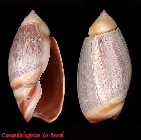 Olivancillaria contortuplicata (Reeve, 1850)