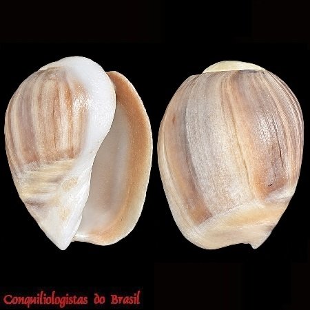 Olivancillaria deshayesiana