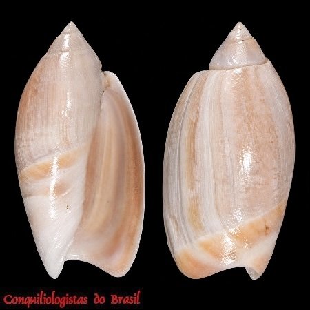 Olivancillaria orbignyi (Marrat, 1868)