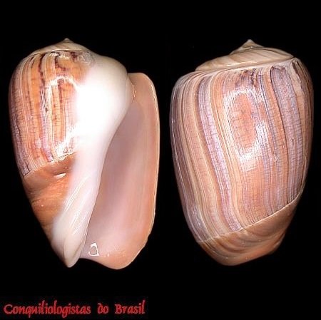 Olivancillaria urceus (Röding, 1798)