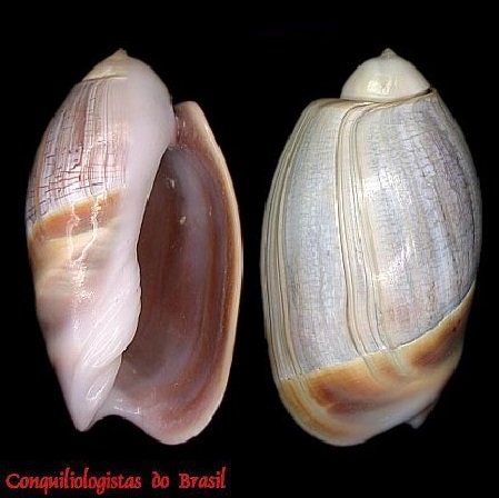 Olivancillaria vesica (Gmelin, 1791)