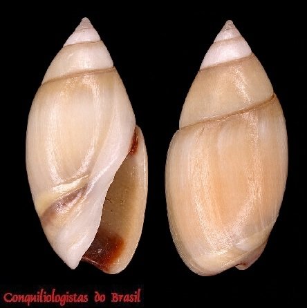 Olivella aff. minuta
