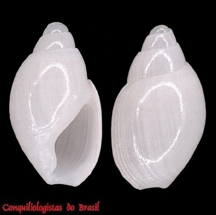 Olivella amblia (R. B. Watson, 1882)