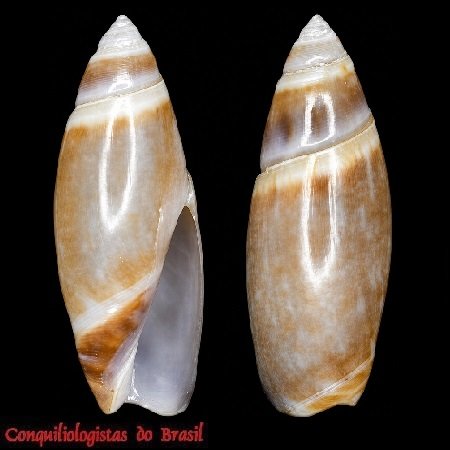 Olivella arionata Absalão, 2000
