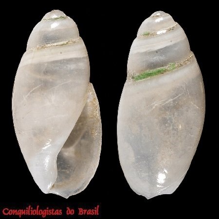 Olivella careorugula Absalão & Pimenta, 2003