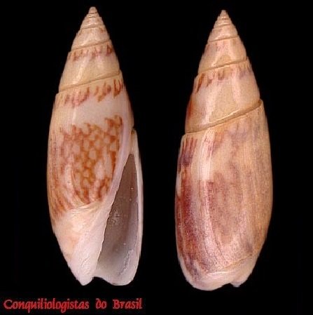 Olivella defiorei Klappenbach, 1964
