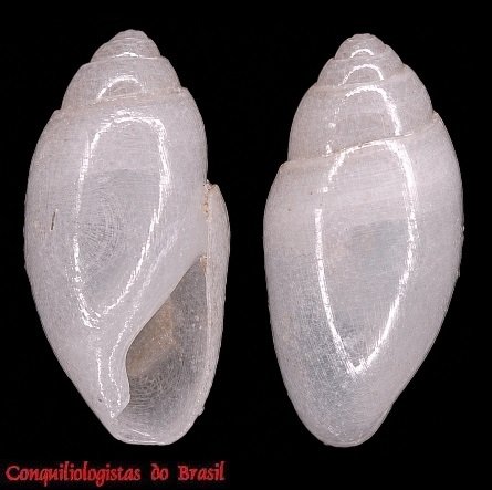 Olivella ephamilla (R. B. Watson, 1882)