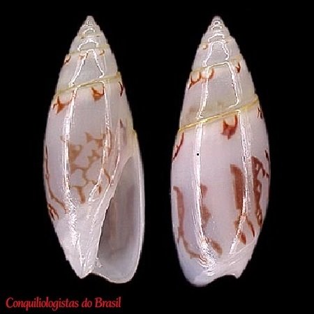 Olivella floralia (Duclos, 1844)