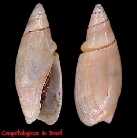 Olivella formicacorsii Klappenbach, 1962