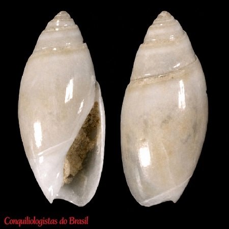 Olivella hyphala Absalão & Pimenta, 2003