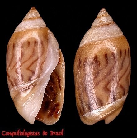 Olivella minuta (Link, 1807)