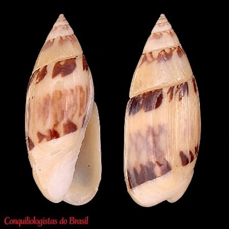 Olivella nivea (Gmelin, 1791)