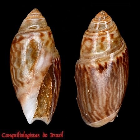 Olivella olssoni van Regteren Altena, 1971