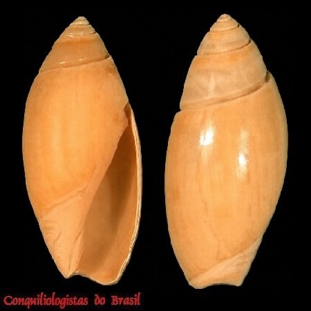 Olivella orejasmirandai Klappenbach, 1986