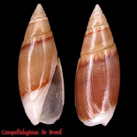 Olivella puelcha (Duclos, 1835)