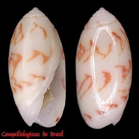 Olivella watermani