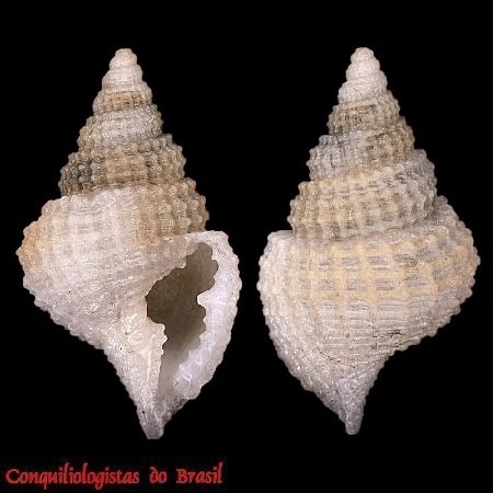 Personopsis grasi (Bellardi, 1872)
