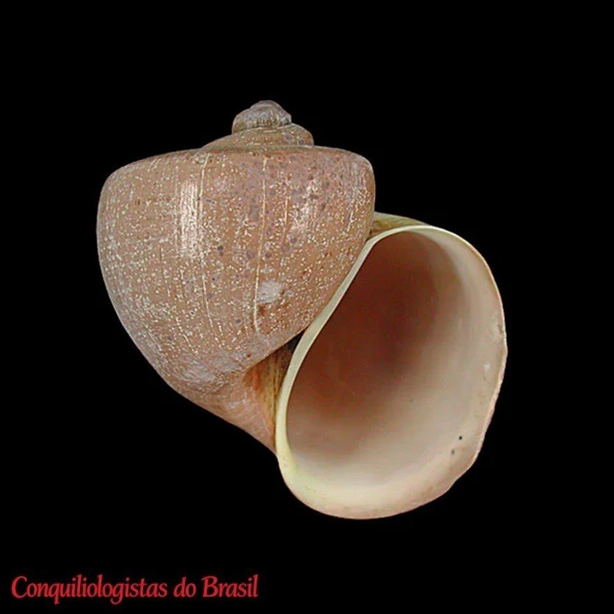 Pomacea scalaris (A. d'Orbigny, 1835) MNHN-IM-2000-23088