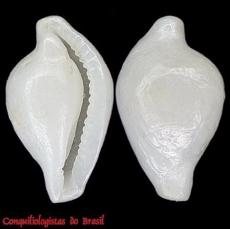 Pseudosimnia vanhyningi (M. Smith, 1940)