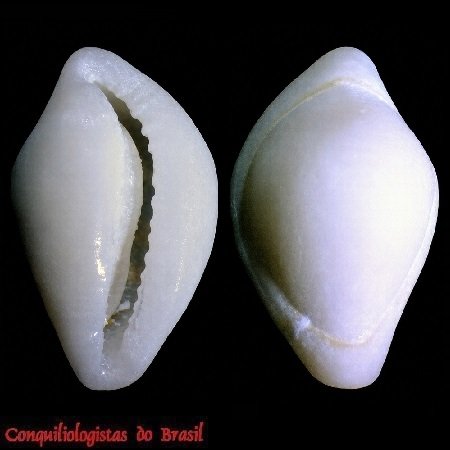 Pseudosimnia lacrima Simone & Cunha, 2012