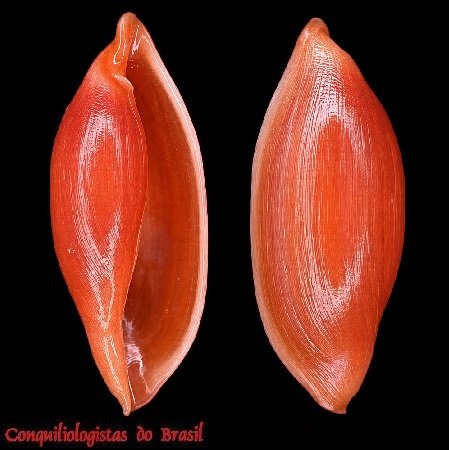Simnialena ilhabelaensis Fehse, 2001