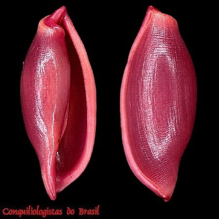 Simnialena uniplicata (G. B. Sowerby II, 1849)