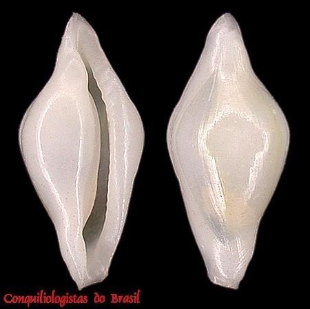 Simnia bijuri (C. N. Cate, 1976)
