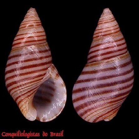 Hinea lineata (da Costa, 1778)
