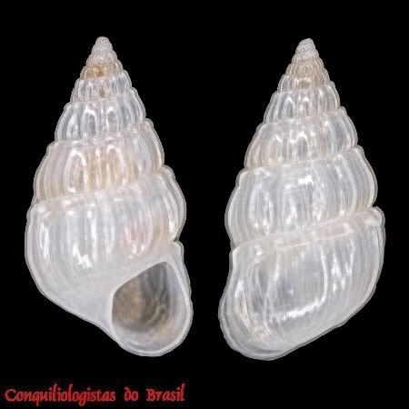 Benthonellania xanthias (R. B. Watson, 1886)