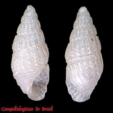 Boonea jadisi (Olsson & McGinty, 1958)