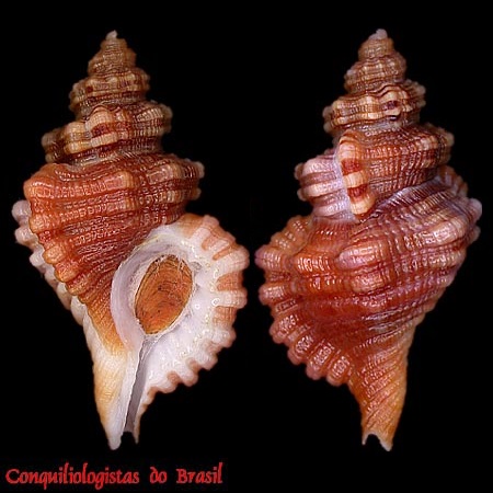 Cabestana felipponei (Ihering, 1907)