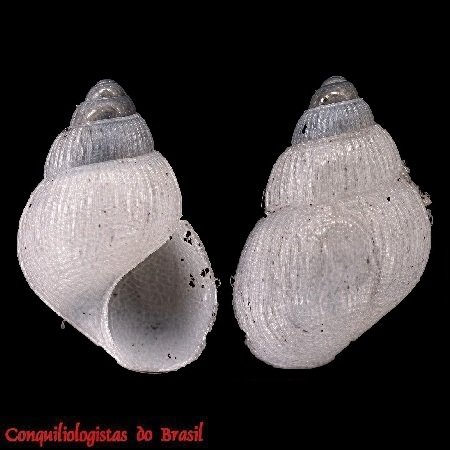 Ceratia pachia (R. B. Watson, 1886)