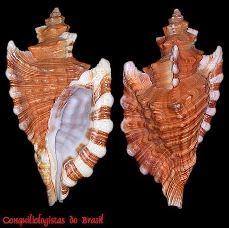 Cymatium femorale (Linnaeus, 1758)