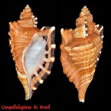Cymatium raderi D'Attilio & Myers, 1984