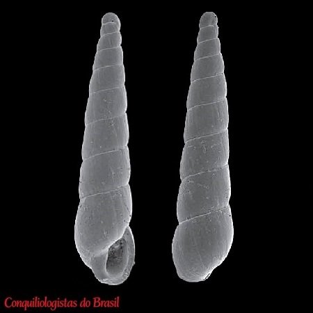 Eulimella ejuncida Pimenta, Santos & Absalão, 2011