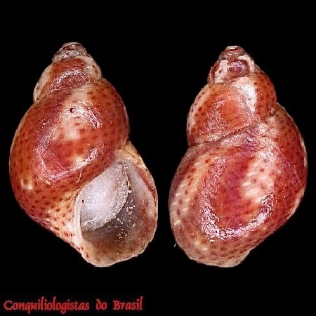Eulithidium affine (C. B. Adams, 1850)